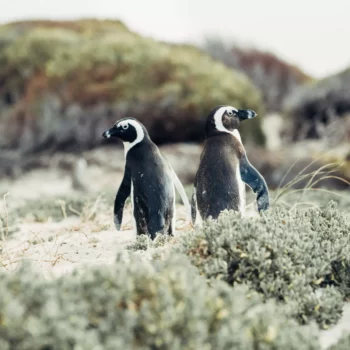 Pinguine - mehr zum Foto